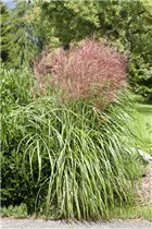 Miscanthus sinensis - Garten-Chinaschilf Miscanthus sinensis - Garten-Chinaschilf