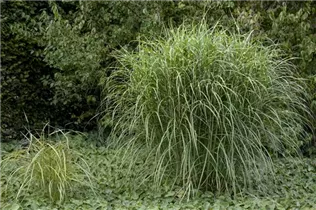 Miscanthus sinensis - Garten-Chinaschilf Miscanthus sinensis - Garten-Chinaschilf