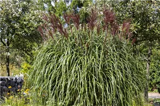 Miscanthus sinensis - Garten-Chinaschilf Miscanthus sinensis - Garten-Chinaschilf