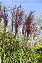 Miscanthus sinensis - Garten-Chinaschilf Miscanthus sinensis - Garten-Chinaschilf
