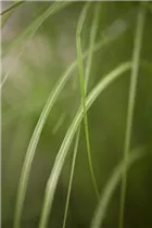 Miscanthus sinensis 'Gracillimus' - Garten-Chinaschilf 'Gracillimus'