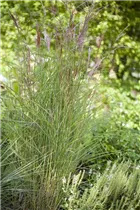 Miscanthus sinensis 'Kleine Fontäne' - Garten-Chinaschilf 'Kleine Fontäne'