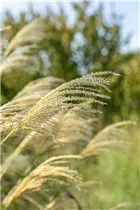 Miscanthus sinensis 'Kleine Fontäne' - Garten-Chinaschilf 'Kleine Fontäne'
