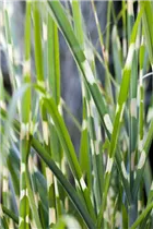 Miscanthus sinensis 'Strictus' - Garten-Zebraschilf 'Strictus'