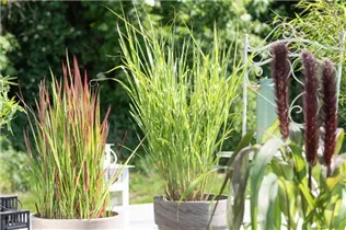 Miscanthus sinensis 'Strictus' - Garten-Zebraschilf 'Strictus'