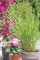 Miscanthus sinensis 'Strictus' - Garten-Zebraschilf 'Strictus'