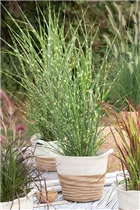 Miscanthus sinensis 'Strictus' - Garten-Zebraschilf 'Strictus'