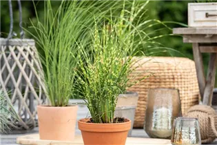 Miscanthus sinensis 'Zebrinus' - Garten-Chinaschilf 'Zebrinus'
