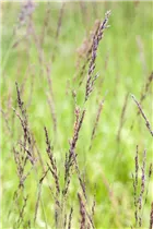 Molinia caerulea - Kleines Pfeifengras