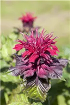 Monarda didyma - Scharlach-Indianernessel Monarda didyma - Scharlach-Indianernessel