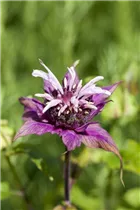 Monarda didyma - Scharlach-Indianernessel Monarda didyma - Scharlach-Indianernessel