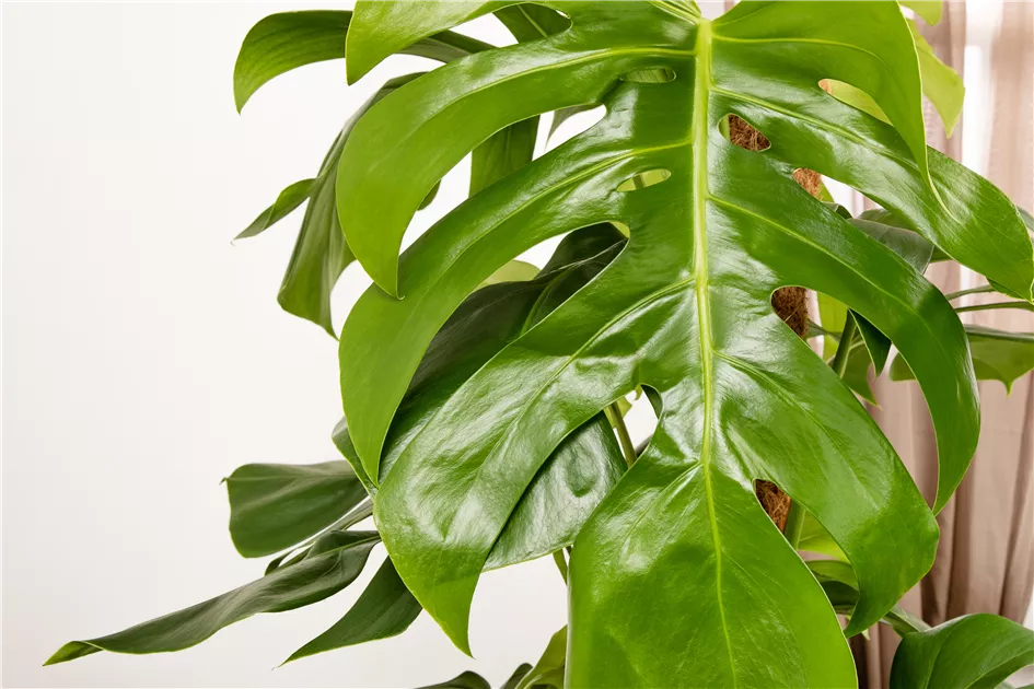 philodendron gloriosum gelbe bltter PHILODENDRON GLORIOSUM online kaufen bei potflourri