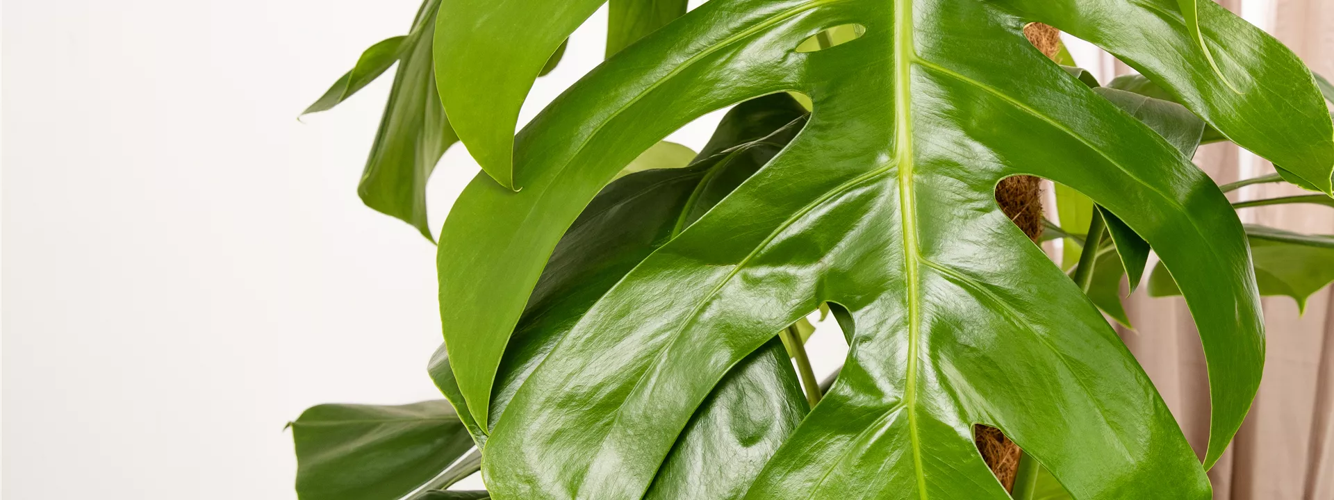 Monstera deliciosa Monstera deliciosa