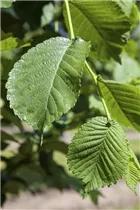 Morus alba 'Pendula' - Weißer Maulbeerbaum 'Pendula'