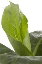 Musa 'Banana Tropicana' - Zierbanane