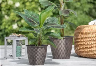 Musa acuminata - Essbanane