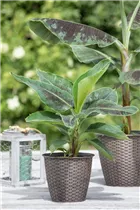 Musa acuminata - Essbanane