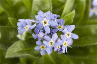 Myosotis sylvatica - Wald-Vergissmeinnicht Myosotis sylvatica - Wald-Vergissmeinnicht