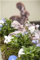 Myosotis sylvatica - Wald-Vergissmeinnicht Myosotis sylvatica - Wald-Vergissmeinnicht