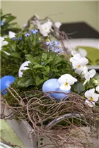 Myosotis sylvatica - Wald-Vergissmeinnicht Myosotis sylvatica - Wald-Vergissmeinnicht