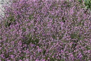 Myosotis sylvatica - Wald-Vergissmeinnicht Myosotis sylvatica - Wald-Vergissmeinnicht