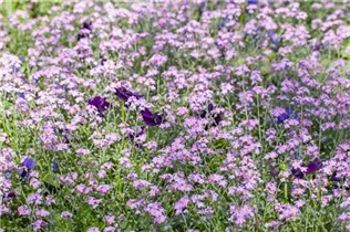 Myosotis sylvatica - Wald-Vergissmeinnicht Myosotis sylvatica - Wald-Vergissmeinnicht