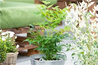 Nandina domestica - Heiliger Bambus Nandina domestica - Heiliger Bambus