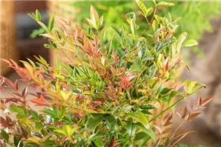 Nandina domestica - Heiliger Bambus Nandina domestica - Heiliger Bambus