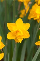Narcissus Double - Gefüllte Narzisse