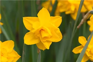 Narcissus Double - Gefüllte Narzisse