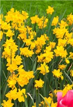 Narcissus Double - Gefüllte Narzisse