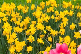 Narcissus Double - Gefüllte Narzisse