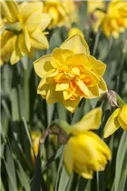 Narcissus Double - Gefüllte Narzisse