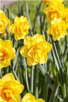 Narcissus Double - Gefüllte Narzisse