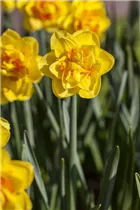 Narcissus Double - Gefüllte Narzisse