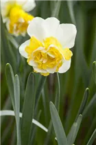 Narcissus Double - Gefüllte Narzisse