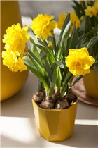 Narcissus Double - Gefüllte Narzisse