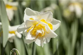 Narcissus Double - Gefüllte Narzisse