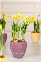 Narcissus pseudonarcissus - Garten-Trompeten-Narzisse