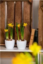 Narcissus pseudonarcissus - Garten-Trompeten-Narzisse