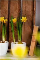 Narcissus pseudonarcissus - Garten-Trompeten-Narzisse