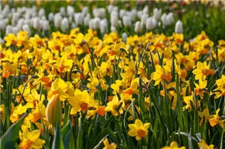 Narcissus pseudonarcissus - Garten-Trompeten-Narzisse