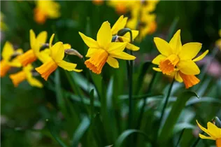 Narcissus pseudonarcissus - Garten-Trompeten-Narzisse