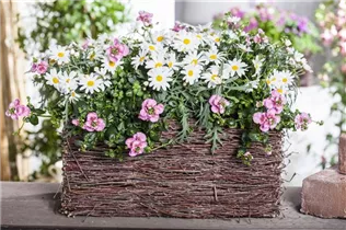 Nemesia - Elfenspiegel Nemesia - Elfenspiegel