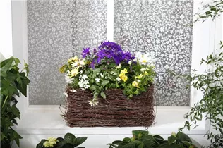 Nemesia - Elfenspiegel Nemesia - Elfenspiegel