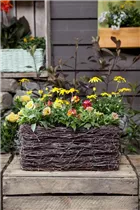 Nemesia - Elfenspiegel Nemesia - Elfenspiegel