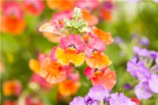 Nemesia - Elfenspiegel Nemesia - Elfenspiegel