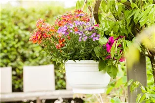 Nemesia - Elfenspiegel Nemesia - Elfenspiegel