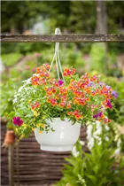 Nemesia - Elfenspiegel Nemesia - Elfenspiegel