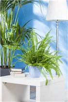 Nephrolepis exaltata - Schwertfarn Nephrolepis exaltata - Schwertfarn